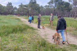 Succès des balades éducatives canines