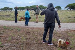 Succès des balades éducatives canines