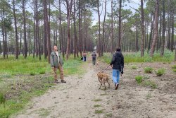 Succès des balades éducatives canines