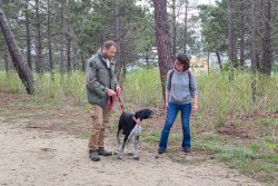 Succès des balades éducatives canines