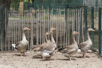 LA FERME DU BARCARÈS