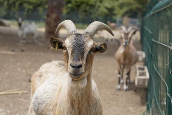 LA FERME DU BARCARÈS